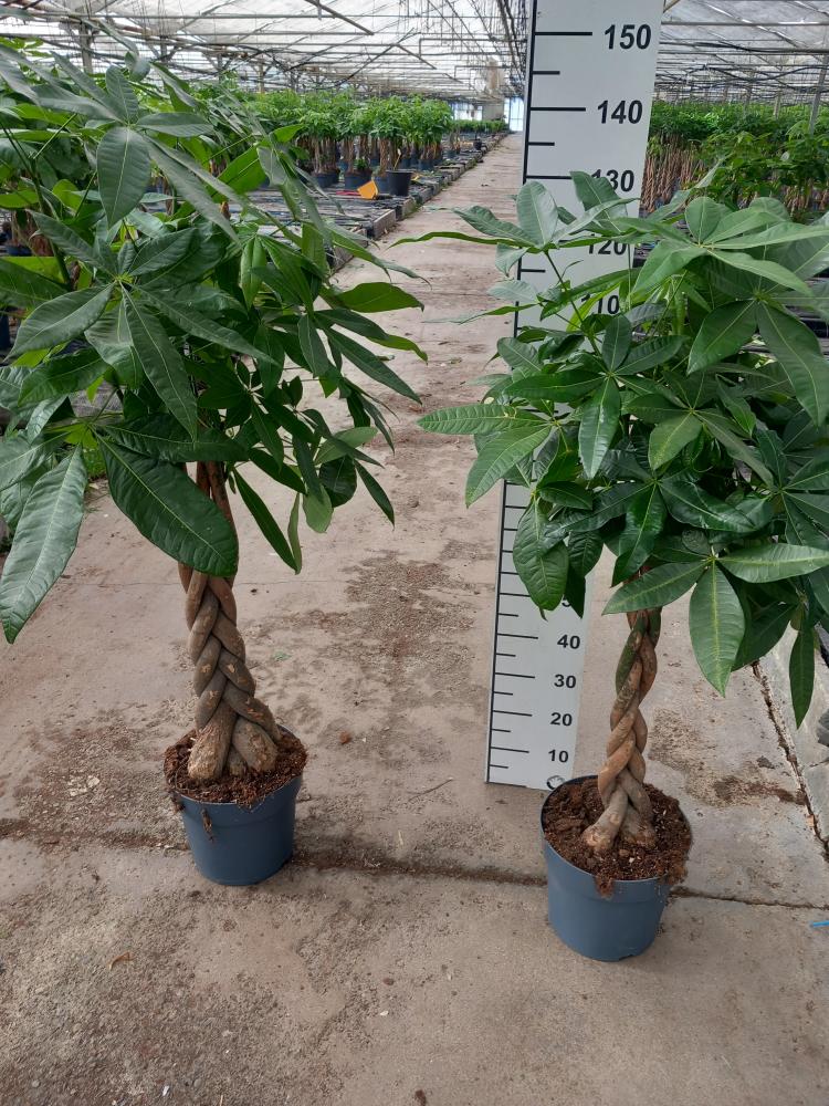 PACHIRA AQUATICA VP27
