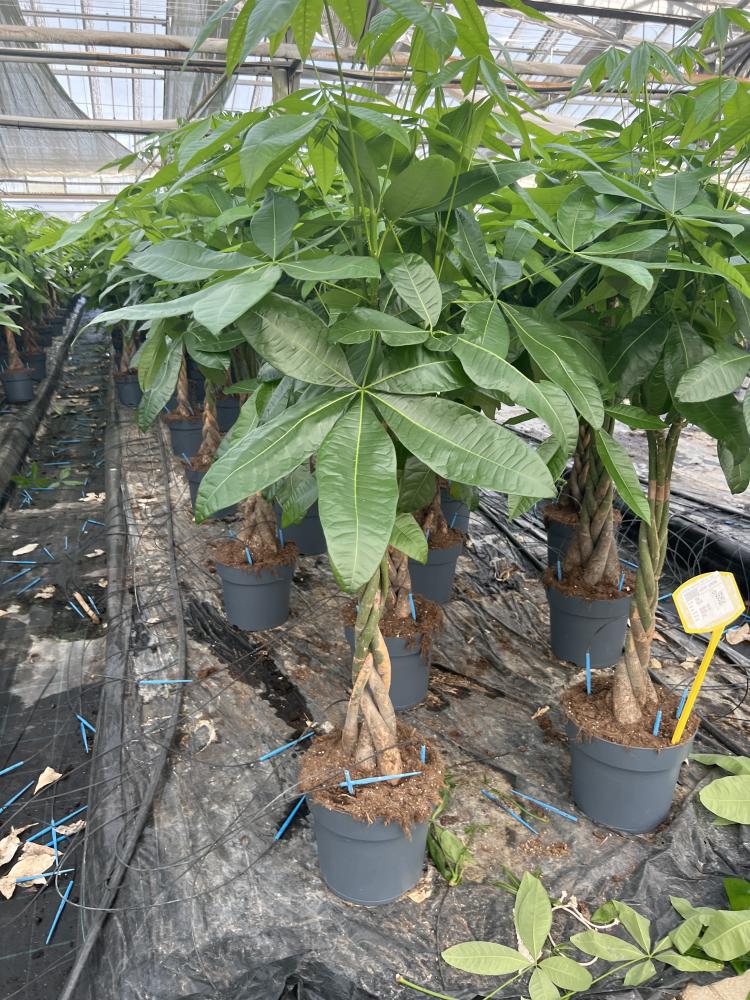 PACHIRA AQUATICA VP27