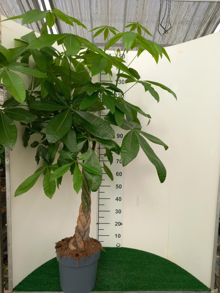 PACHIRA AQUATICA VP27