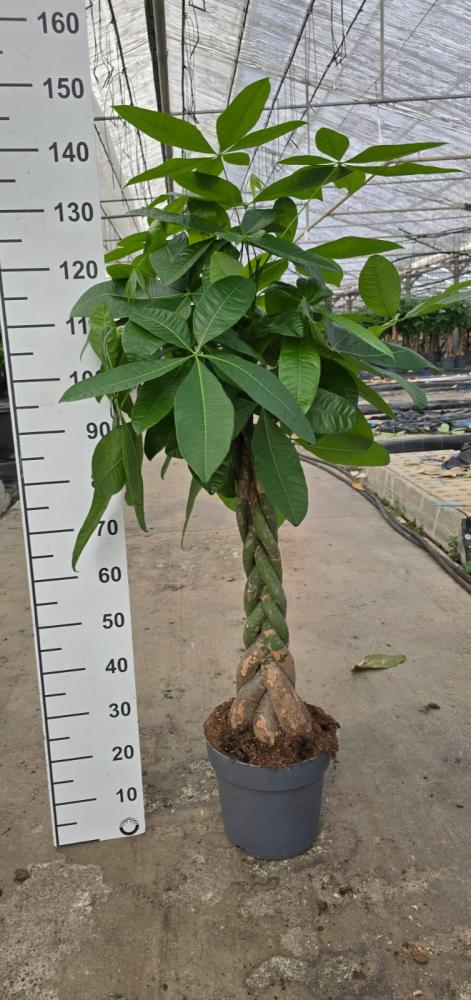PACHIRA AQUATICA VP27