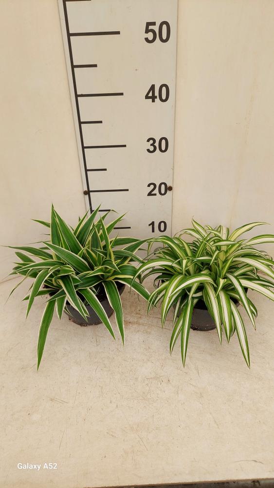 CHLOROPHYTUM VAR. CP17