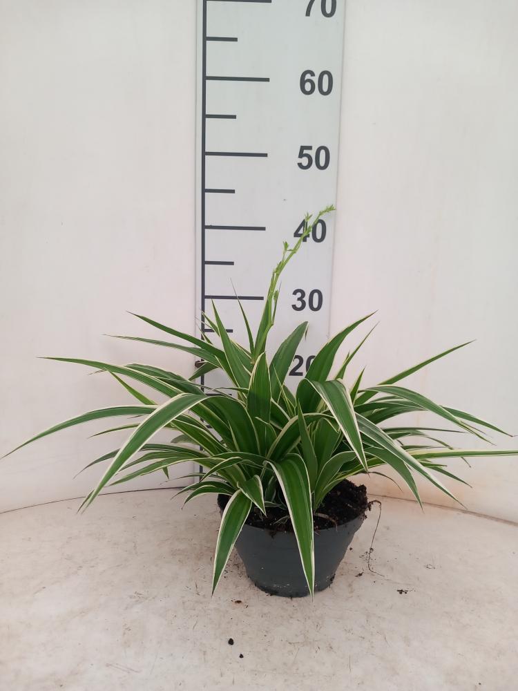 CHLOROPHYTUM VAR. CP17