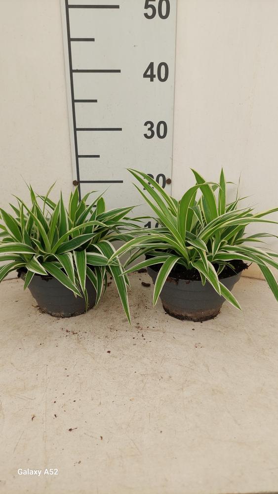CHLOROPHYTUM VAR. CP17