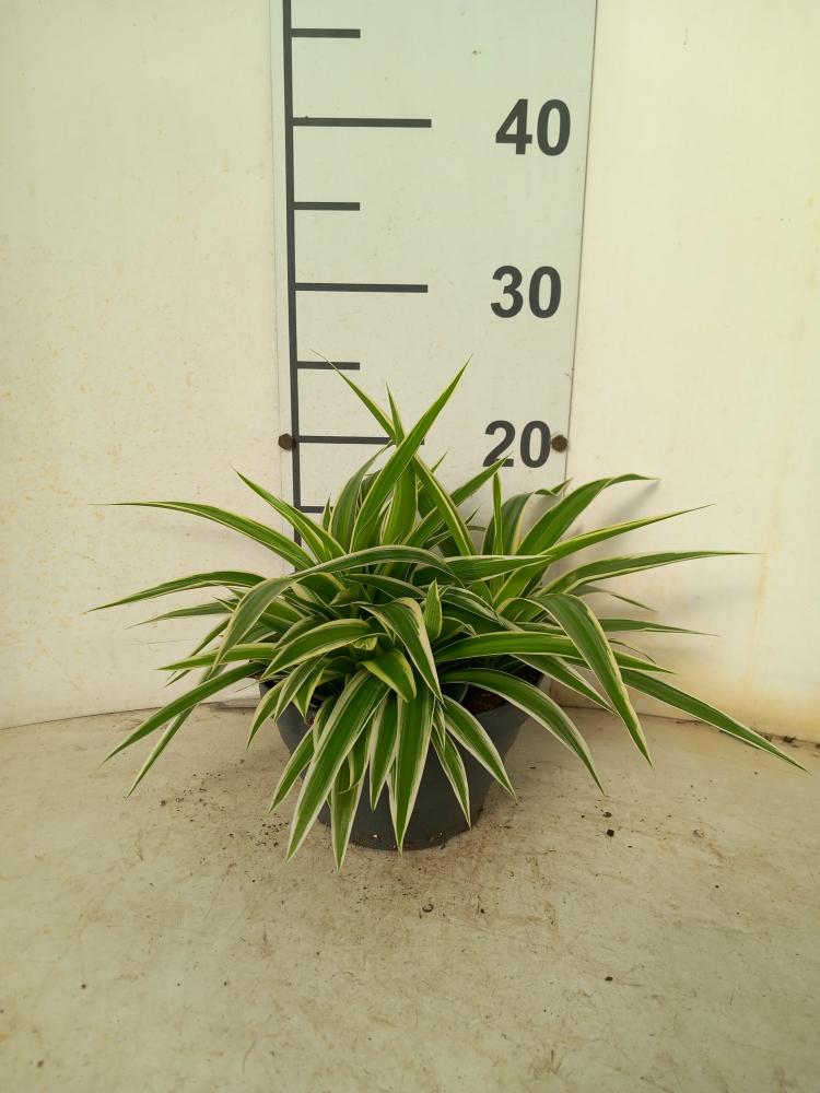 CHLOROPHYTUM VAR. CP17