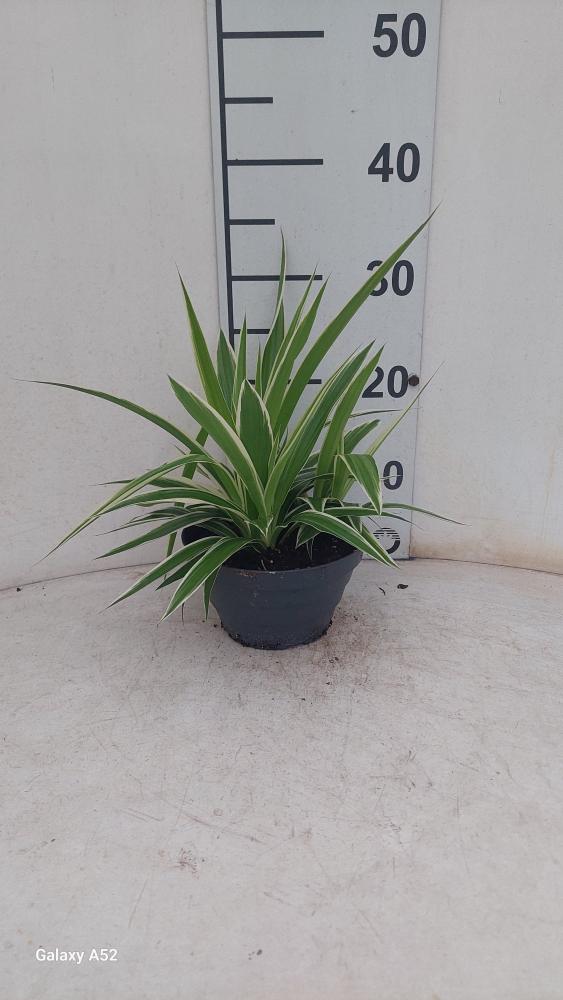CHLOROPHYTUM VAR. CP17