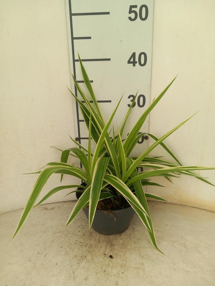 CHLOROPHYTUM VAR. CP17