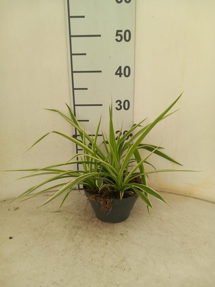 CHLOROPHYTUM VAR. CP17