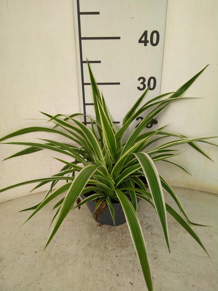 CHLOROPHYTUM VAR. CP17