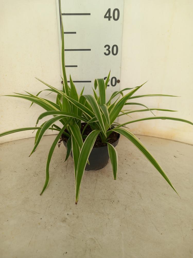 CHLOROPHYTUM VAR. CP17