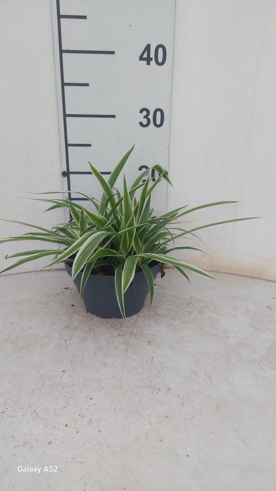 CHLOROPHYTUM VAR. CP17