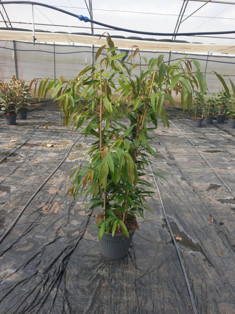 FICUS AMSTEL KING VP35