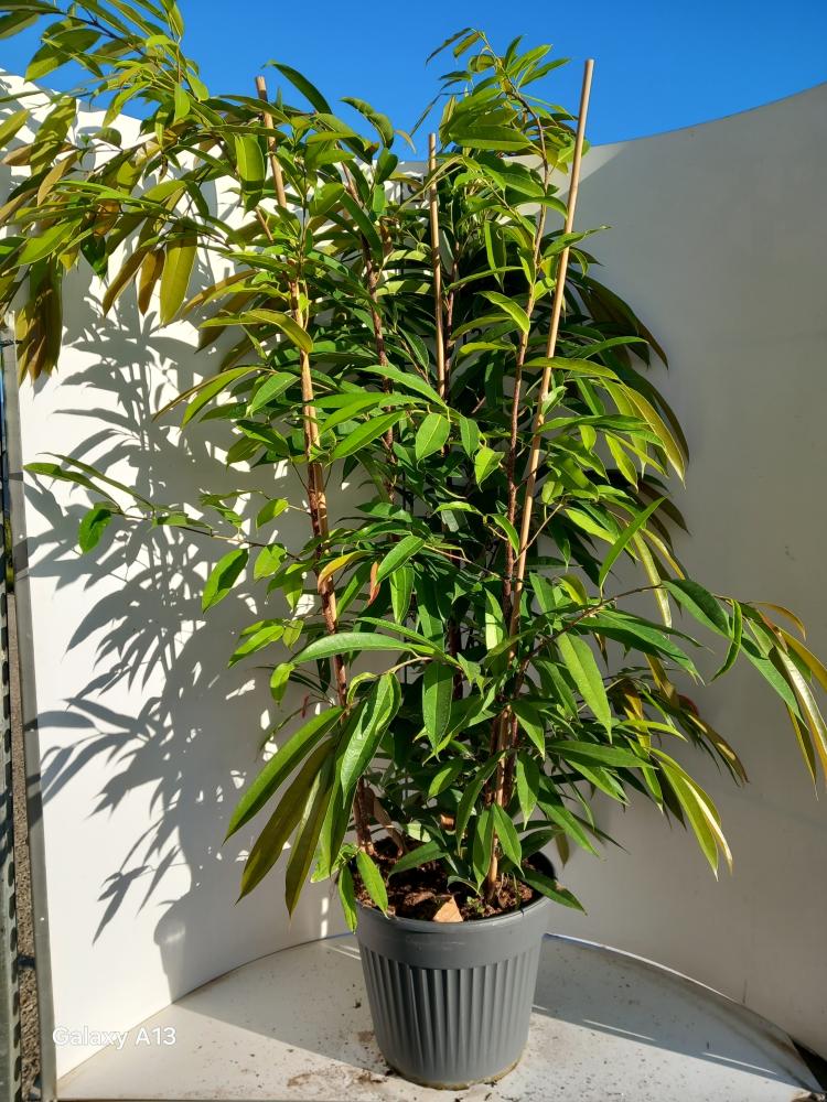 FICUS AMSTEL KING VP35