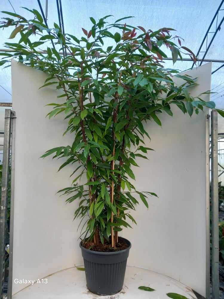 FICUS AMSTEL KING VP35