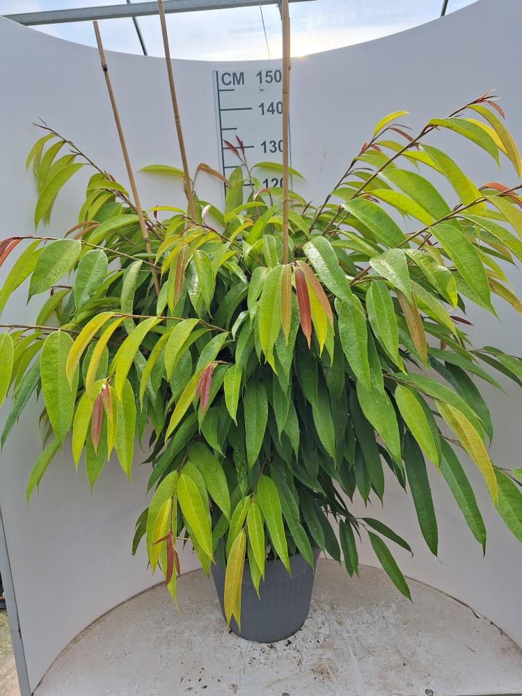 FICUS AMSTEL KING VP35