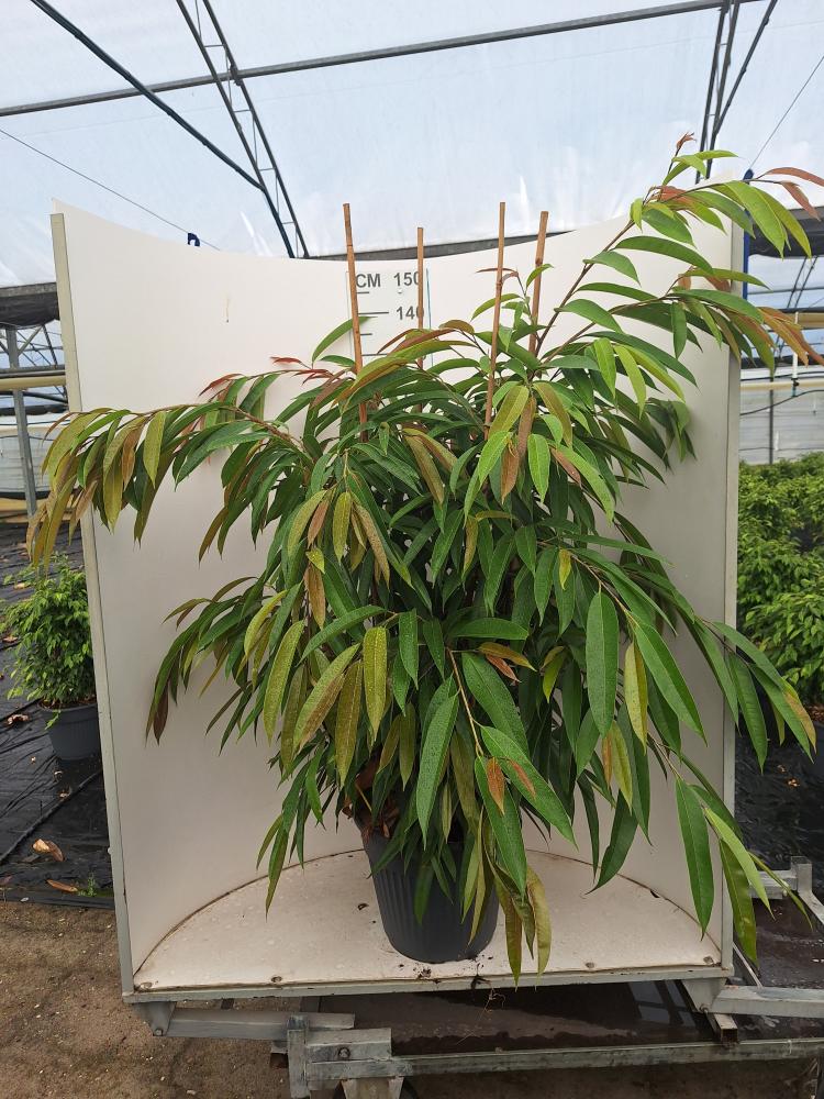 FICUS AMSTEL KING VP35
