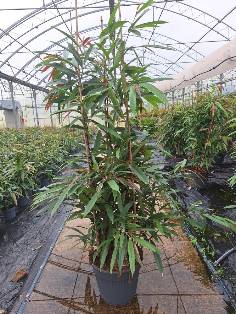 FICUS AMSTEL KING VP35
