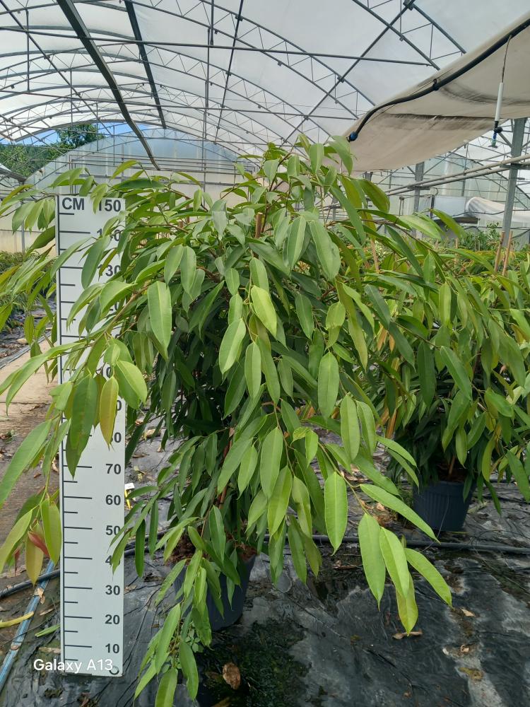 FICUS AMSTEL KING VP35