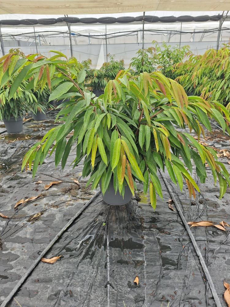 FICUS AMSTEL KING VP35