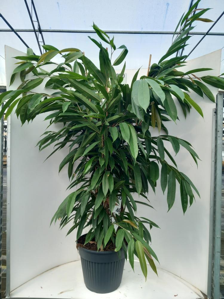 FICUS AMSTEL KING VP35