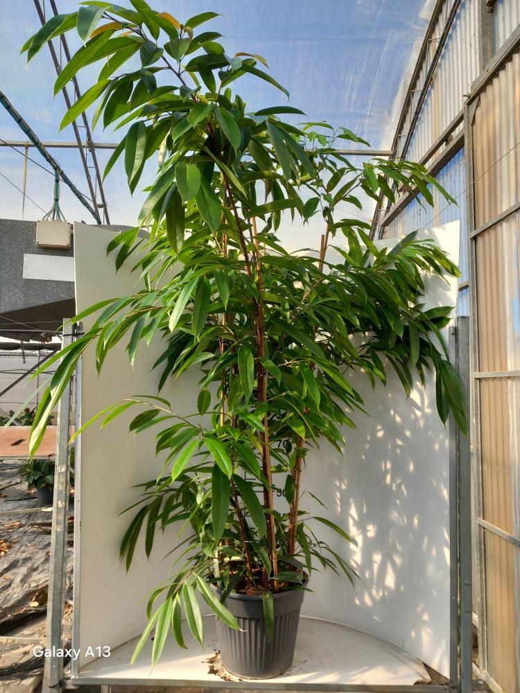 FICUS AMSTEL KING VP35