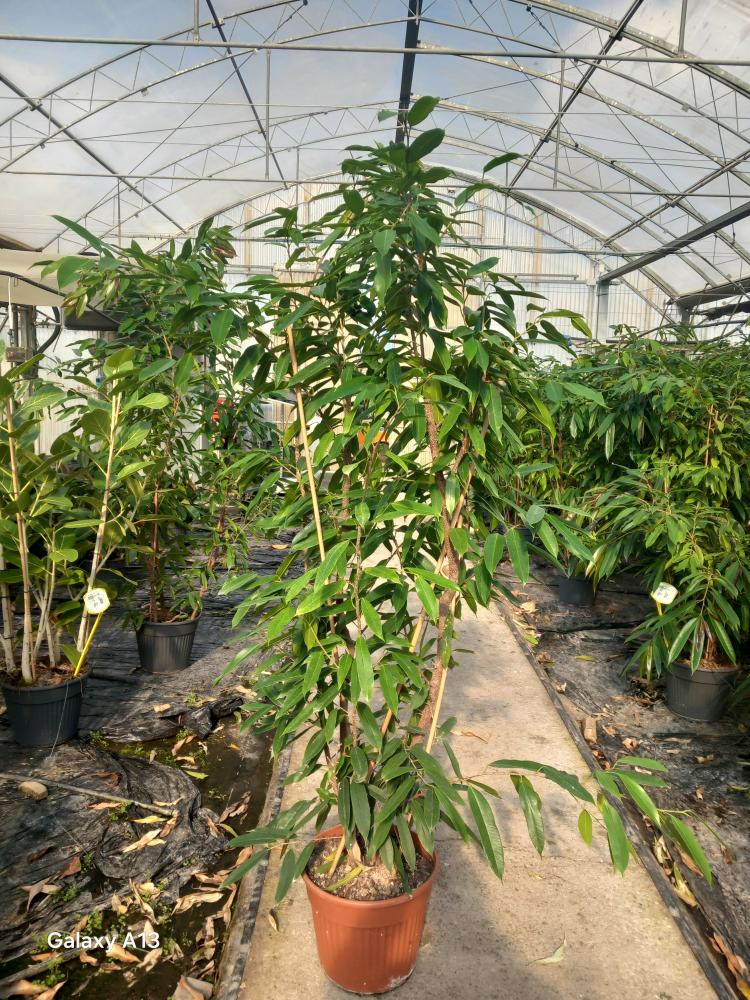 FICUS AMSTEL KING VP35