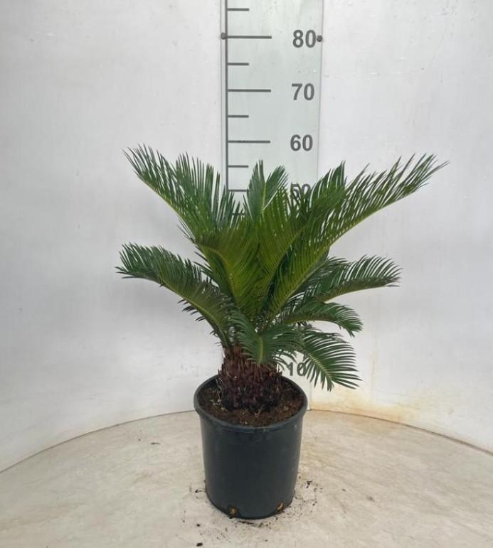 CYCAS REVOLUTA VP18
