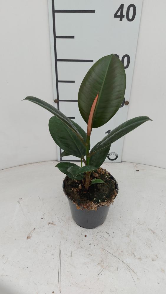 FICUS ROBUSTA 1P VP12