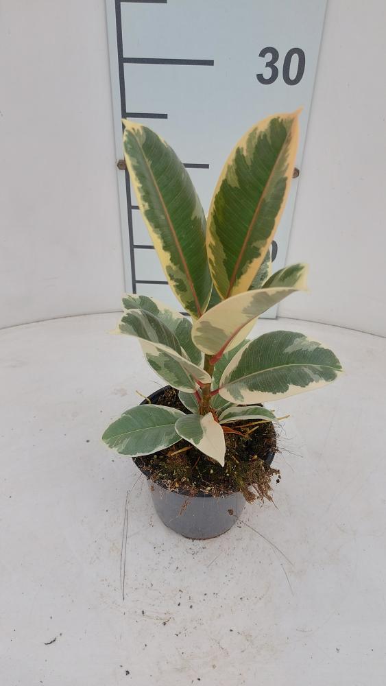 FICUS TINEKE VP12