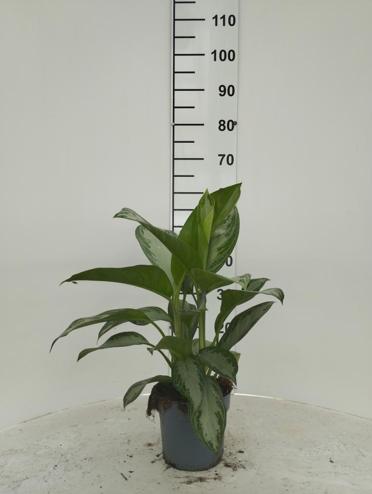 AGLAONEMA S. BAY 2P VP17