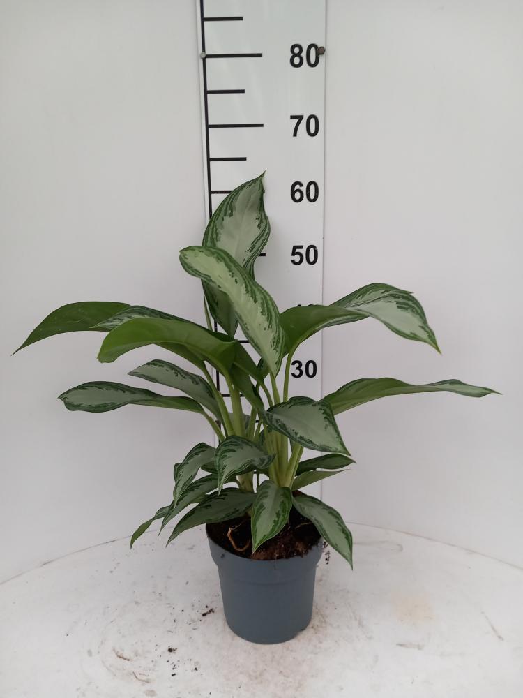 AGLAONEMA S. BAY 2P VP17