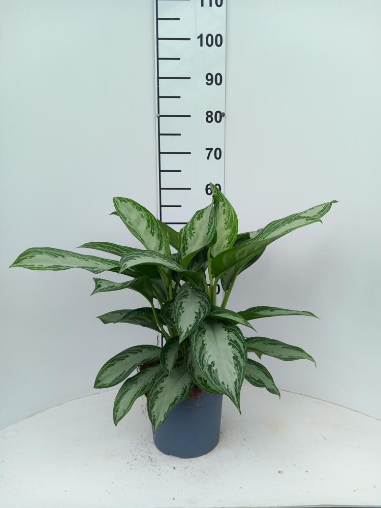 AGLAONEMA S. BAY 2P VP17