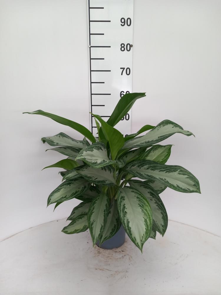 AGLAONEMA S. BAY 2P VP17