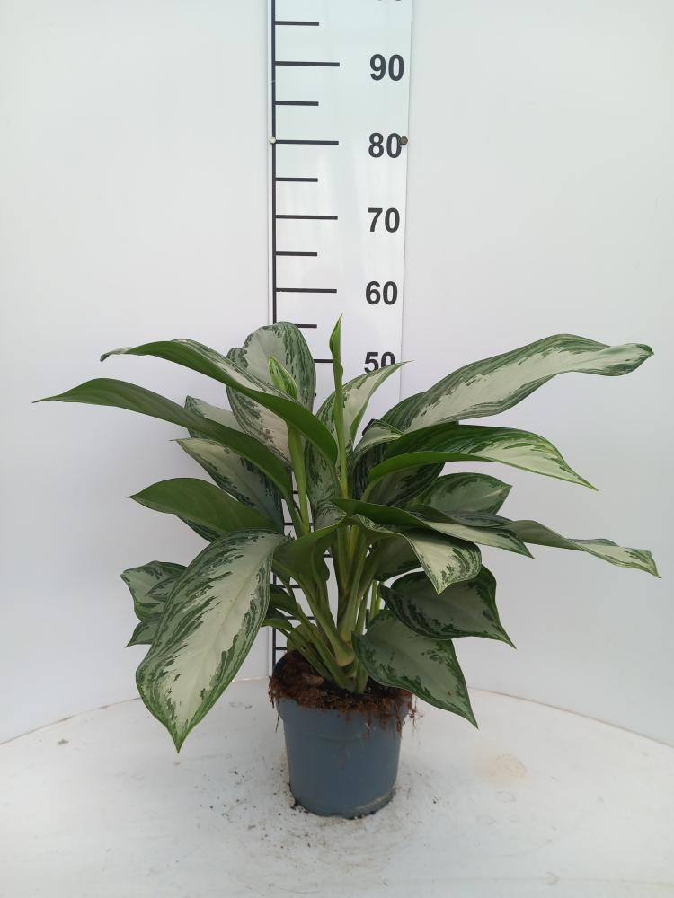 AGLAONEMA S. BAY 2P VP17
