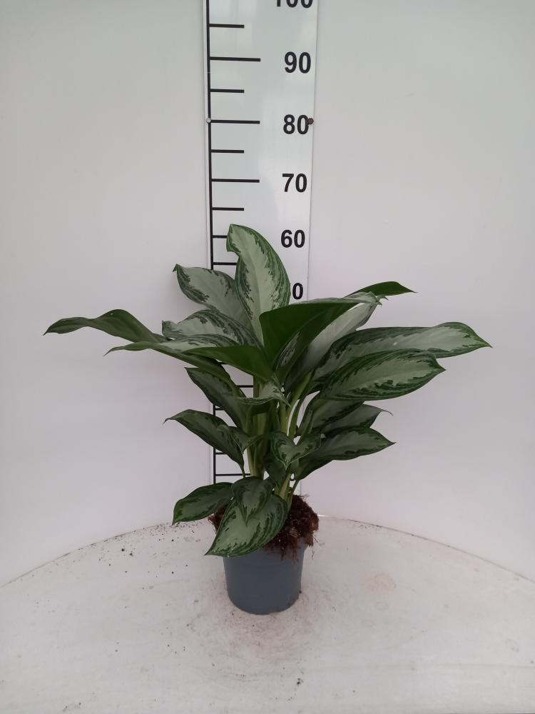 AGLAONEMA S. BAY 2P VP17