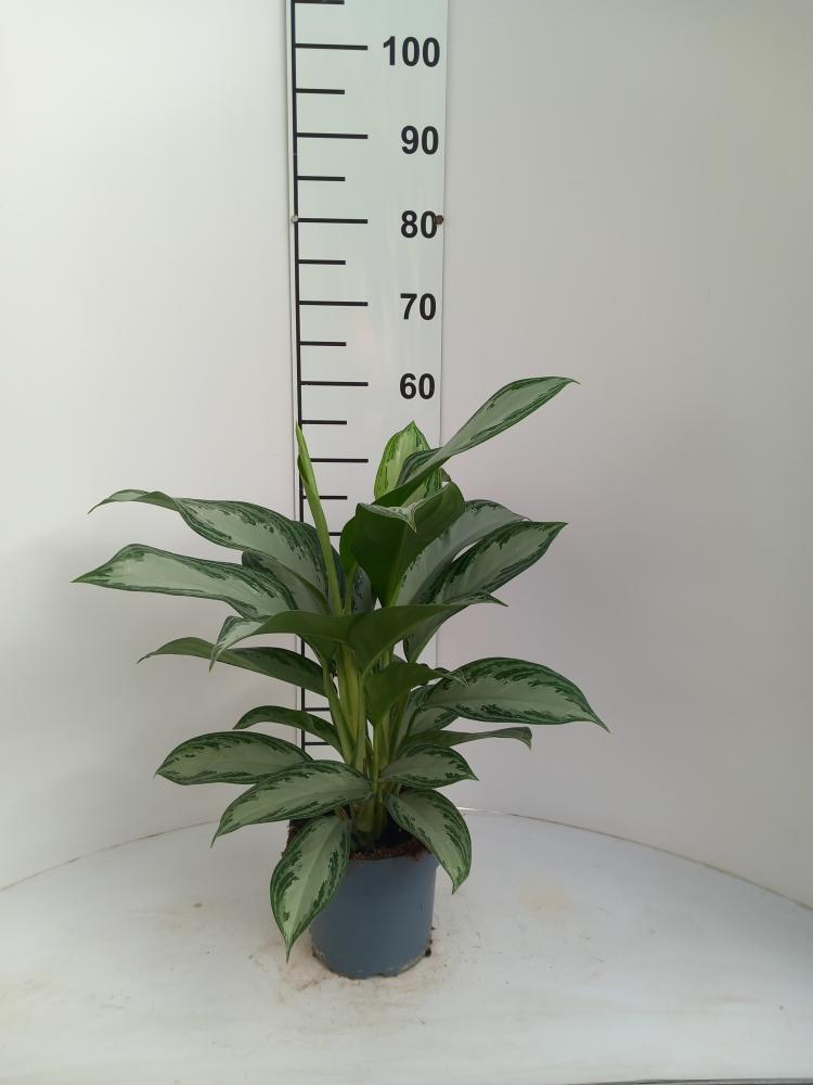 AGLAONEMA S. BAY 2P VP17