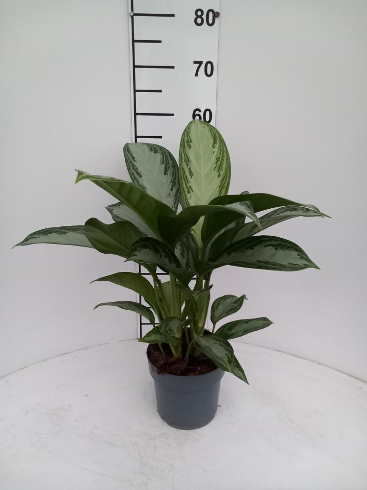 AGLAONEMA S. BAY 2P VP17