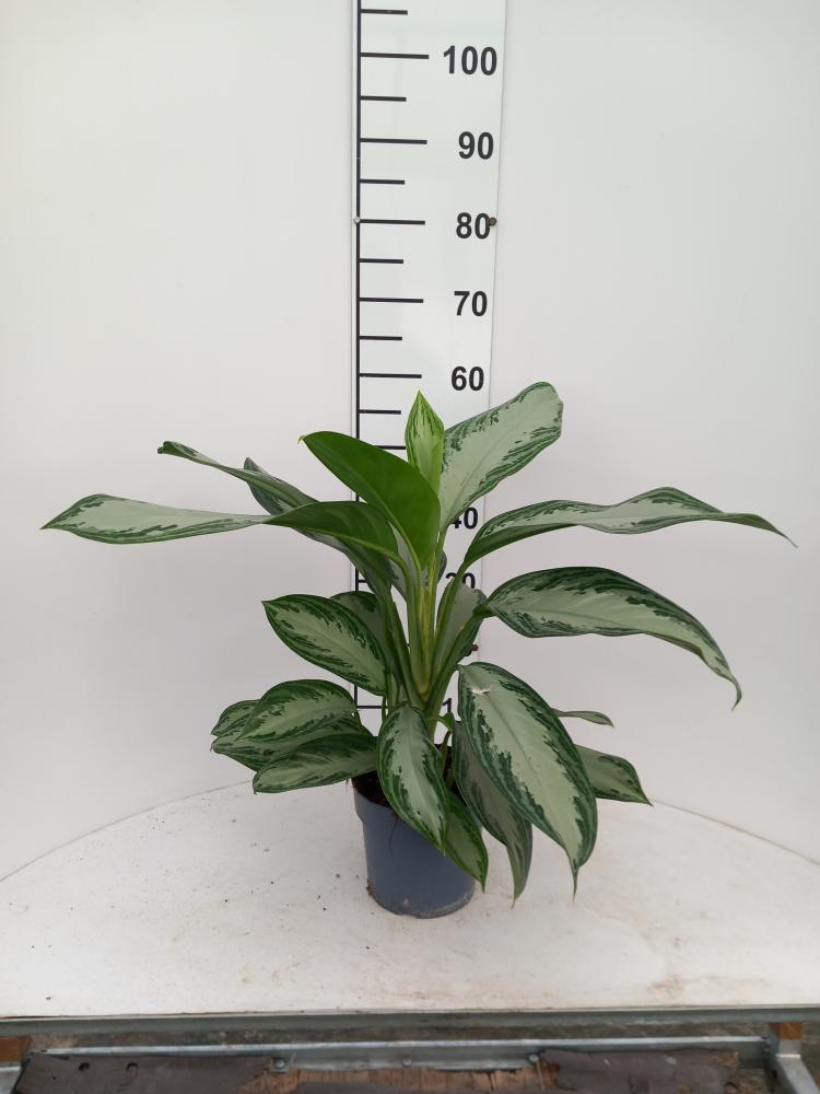 AGLAONEMA S. BAY 2P VP17