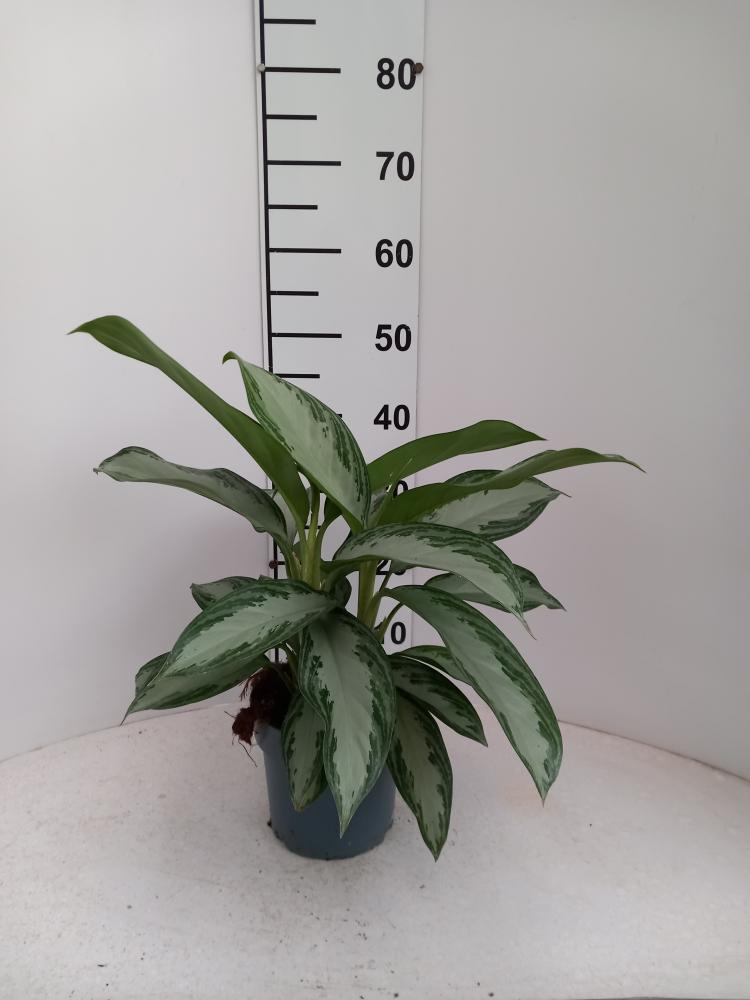 AGLAONEMA S. BAY 2P VP17