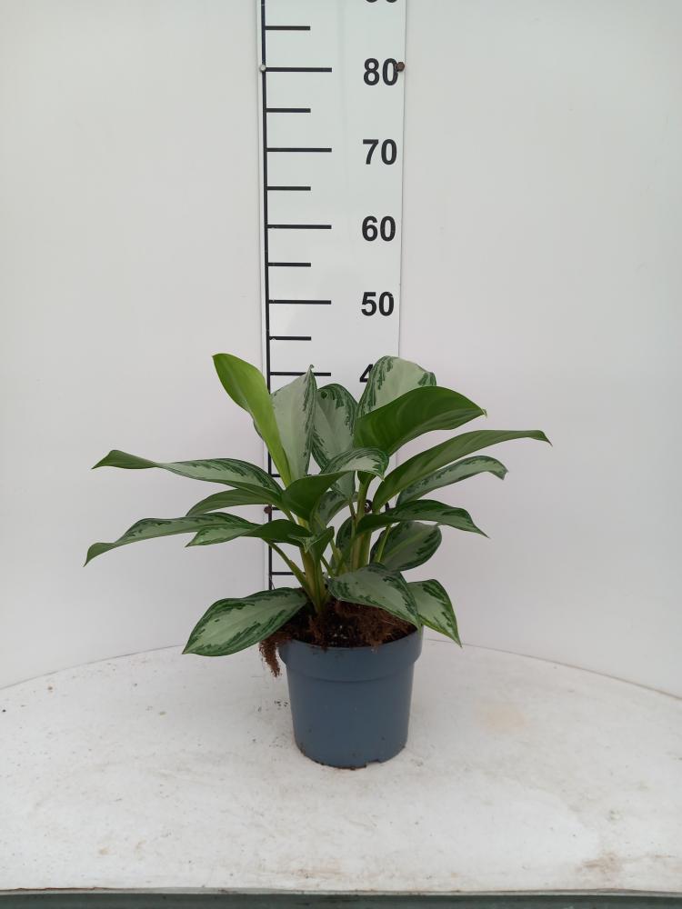 AGLAONEMA S. BAY 2P VP17