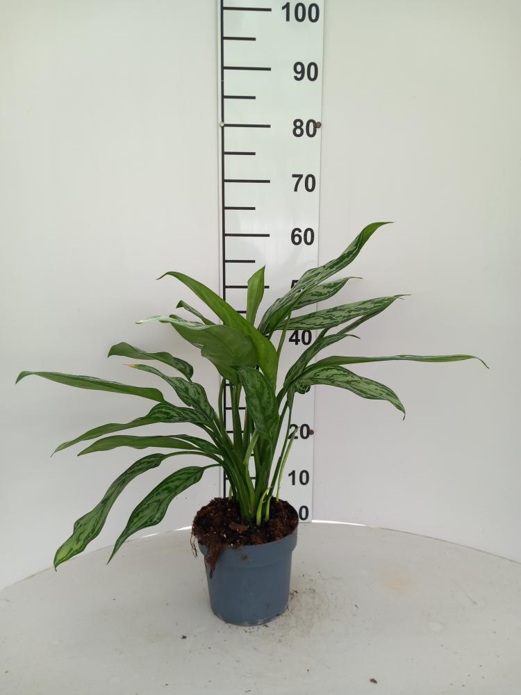 AGLAONEMA S. QUEEN 3P VP17