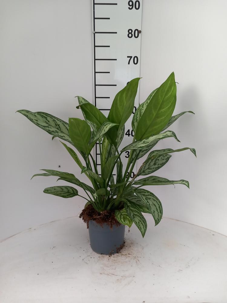 AGLAONEMA S. QUEEN 3P VP17