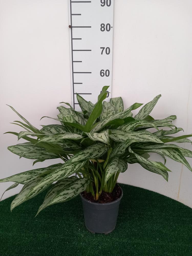 AGLAONEMA S. QUEEN 3P VP17