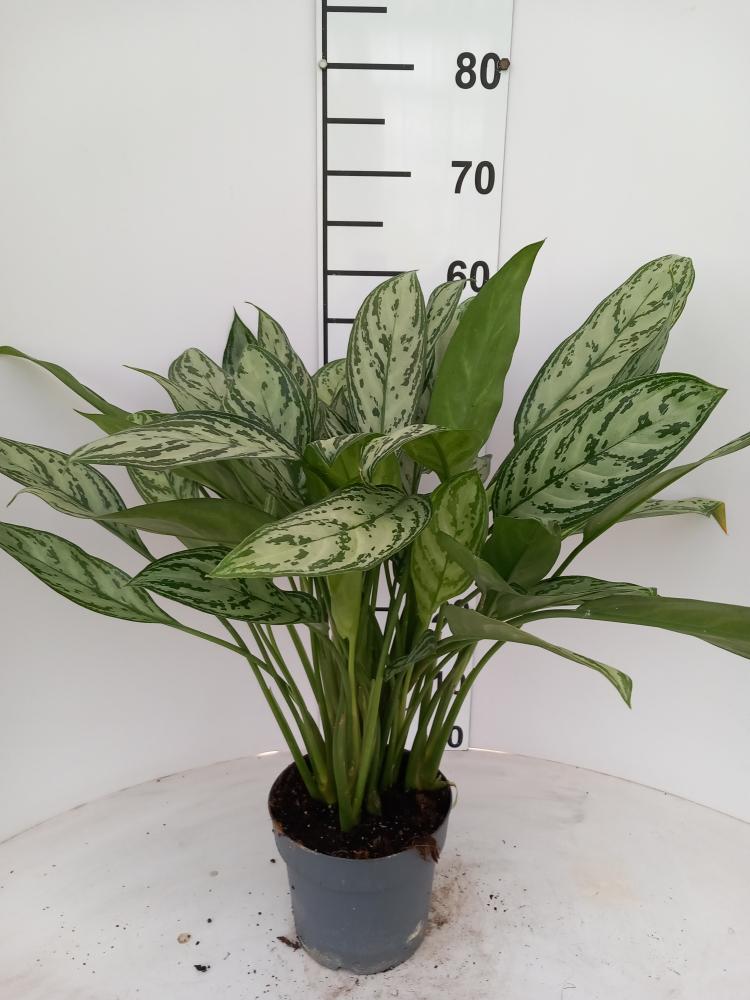 AGLAONEMA S. QUEEN 3P VP17