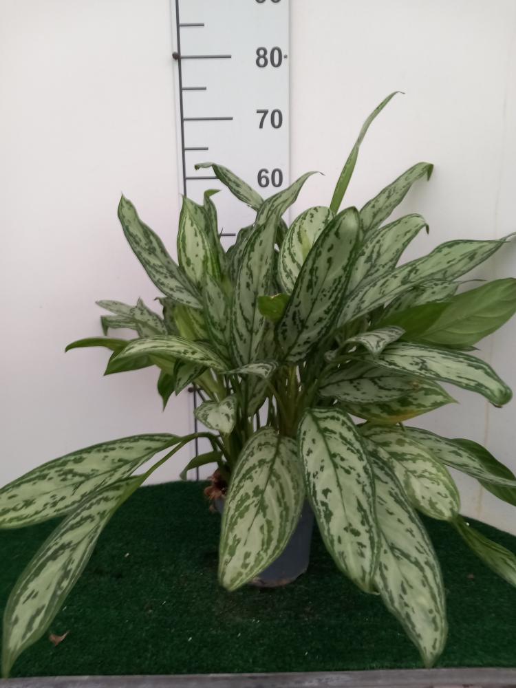 AGLAONEMA S. QUEEN 3P VP17