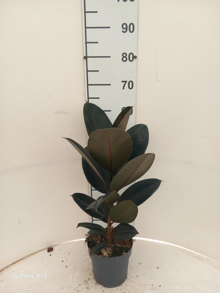 FICUS ABDJAN 1P VP17