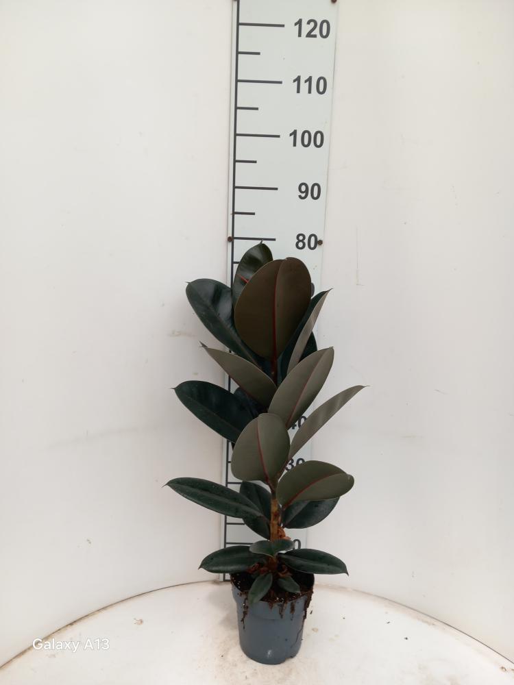 FICUS ABDJAN 1P VP17