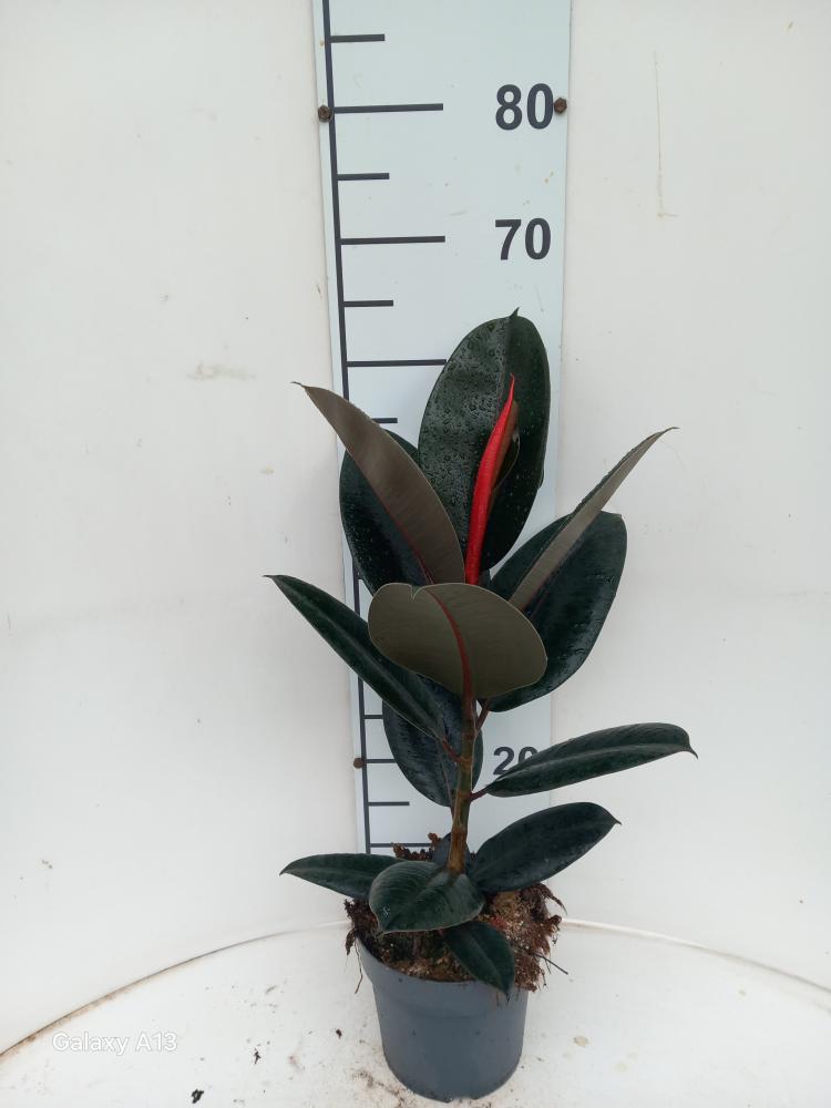 FICUS ABDJAN 1P VP17