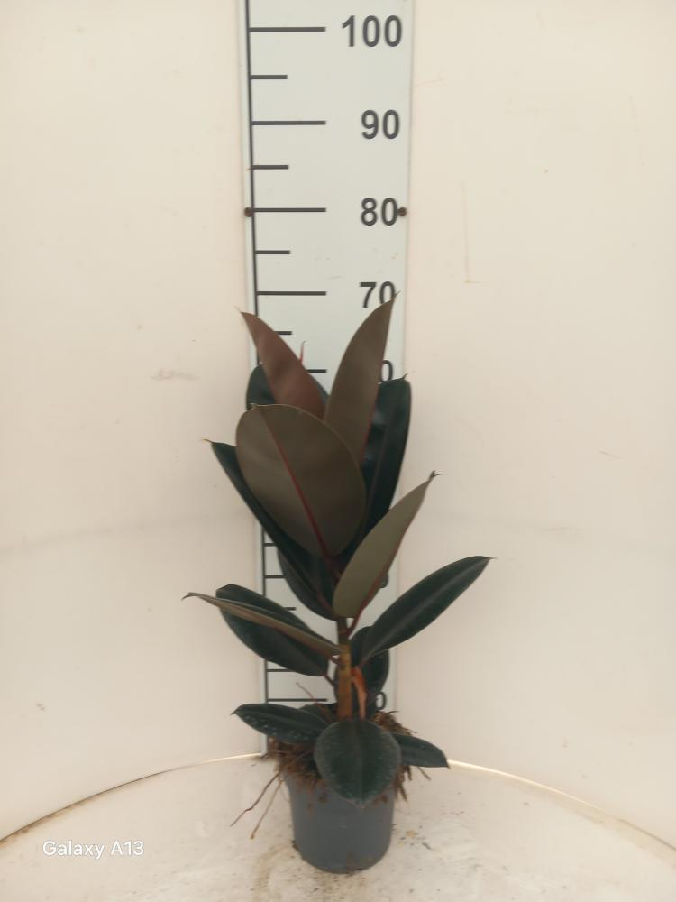 FICUS ABDJAN 1P VP17