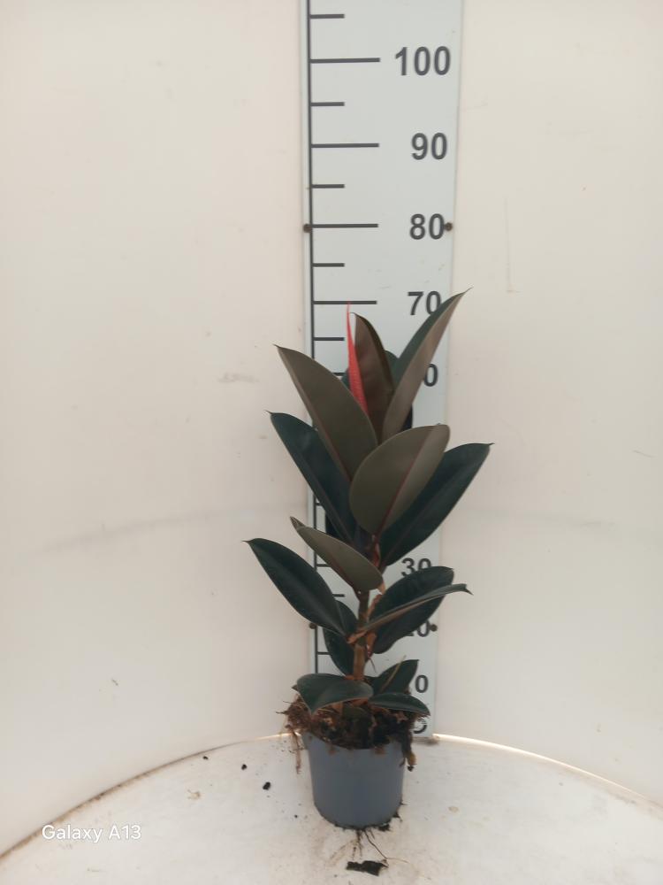 FICUS ABDJAN 1P VP17