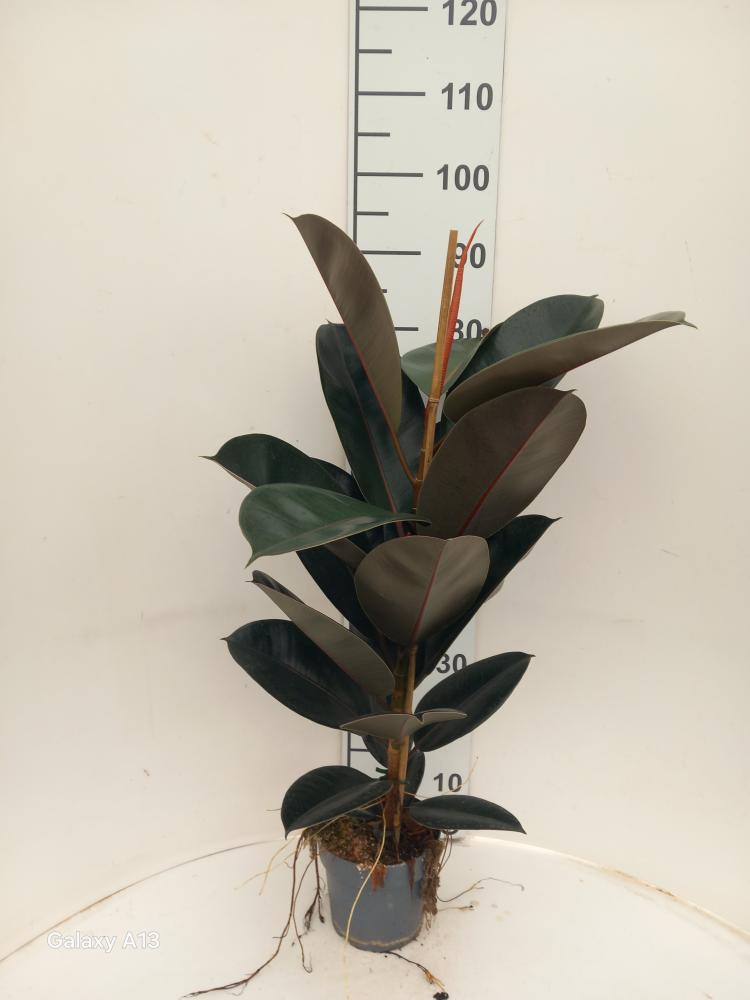 FICUS ABDJAN 1P VP17